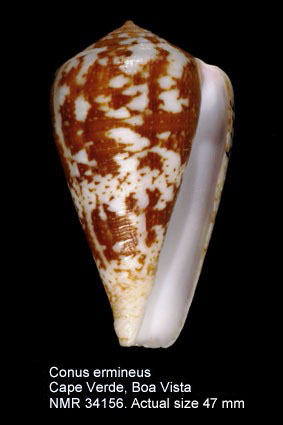Conus ermineus.jpg - Conus ermineusBorn,1778